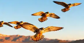 A ave conhecida como ‘grande viajante do céu’