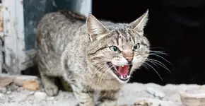 Foto: (Imagem sem texto alternativo disponivel ID [2753889])