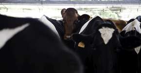 Foto: (Imagem sem texto alternativo disponivel ID [1895513])