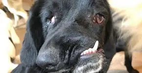 Cadela com o rosto ‘amassadinho’ luta pra ser adotada até o Natal