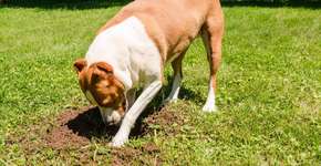 Por que cachorro enterra comida? Descubra os motivos 