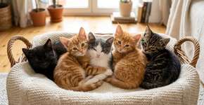 É por isso que os gatinhos de uma mesma ninhada costumam ser muito diferentes uns dos outros