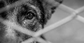 Cão com centenas de carrapatos é resgatado no Guarujá