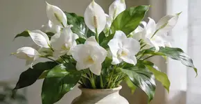 Foto: (Imagem sem texto alternativo disponivel ID [2680717])