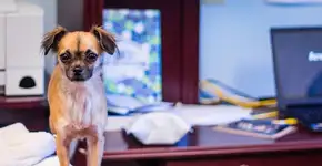 Empresa permite que funcionários levem animais ao trabalho