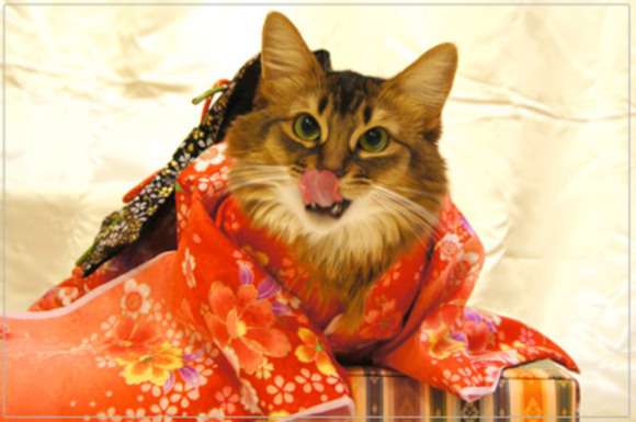 Gatos vestem quimono no Japão/ Imagem: Reprodução/ RocketNews24