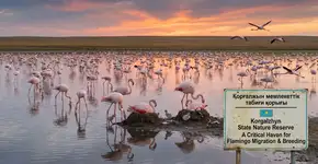 Uma visão rara a 130 km de Astana: os flamingos retornaram para fazer seus ninhos de forma singular
