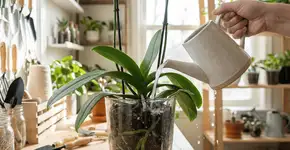 Foto: (Imagem sem texto alternativo disponivel ID [2749882])