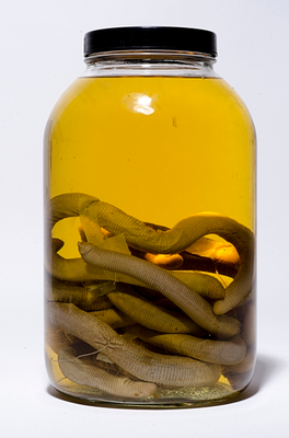 Anfíbio conservados em meio líquido - divulgação