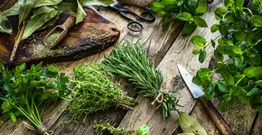 Manjericão e orégano ajudam a evitar danos às artérias, indica estudo