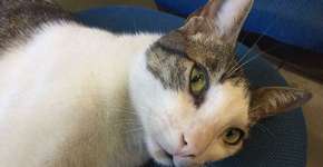 Gatinho é adotado e vira mascote de delegacia no Piauí