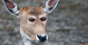 Veja como os animais seriam se tivessem olhos na frente