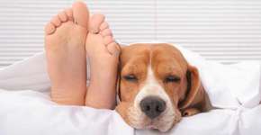 Cães solitários podem ter cérebro encolhido devido ao tédio