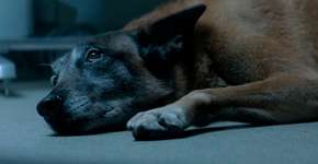 Vídeo contra abandono mostra que um cachorro nunca te deixaria