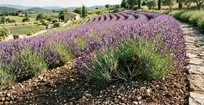 A lavanda é resistente a tudo, mas nunca a deixe perto de locais que acumulam água da chuva
