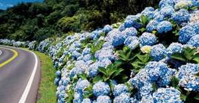 Foto: (Divulgação)