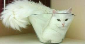 Foto: (Imagem sem texto alternativo disponivel ID [1132208])