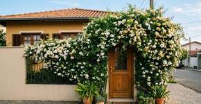 As trepadeiras que produzem flores perfumadas durante meses transformam muros sem graça em paredes vivas e aromáticas