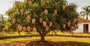 Foto: (Imagem sem texto alternativo disponivel ID [2717904])