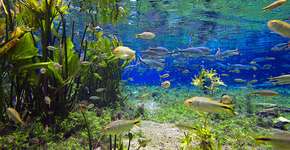 10 razões para incluir Bonito na sua lista de viagens