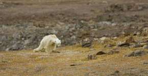 Vídeo que mostra urso polar faminto choca internautas