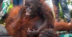 Bebê orangotango chora e se agarra à mãe durante resgate