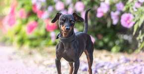 Foto: (Imagem sem texto alternativo disponivel ID [2614231])