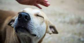 Foto: (Vinitdeekhanu/istock)