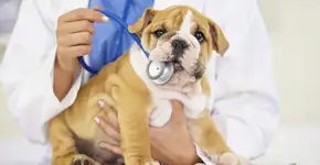 7 clínicas veterinárias que oferecem consultas a preços baixos em São Paulo