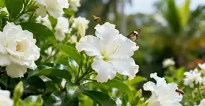 Flores brancas perfumadas atraem abelhas e borboletas pro jardim naturalmente