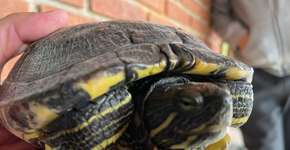 Foto: (Divulgação/PMETRP)