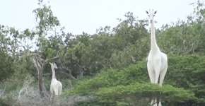 Caçadores matam duas girafas brancas extremamente raras