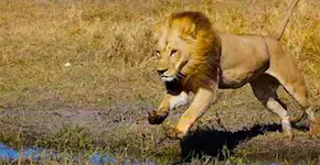 Grupo de leoas com jubas passa a agir como leões na África
