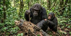 A grande pista de uma habilidade muito humana pode estar nas fêmeas chimpanzés