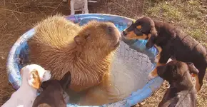 Galeria: por que os animais gostam tanto das capivaras?