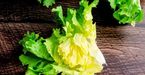 Foto: (Imagem sem texto alternativo disponivel ID [2590303])