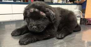 Filhote atingido 18 vezes por arma de chumbinho tem recuperação surpreendente