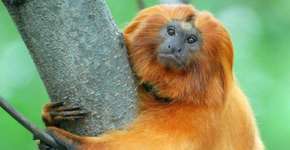 Mico-leão-dourado: história de sucesso nos 25 anos de conservação