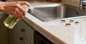 O truque caseiro que acaba com formigas sem usar veneno nenhum