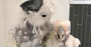 Pássaro faz despedida comovente para melhor amigo com câncer