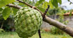 Foto: (Imagem sem texto alternativo disponivel ID [2707545])