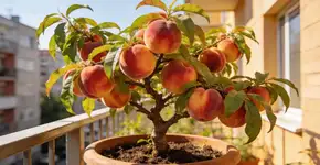 Foto: (Imagem sem texto alternativo disponivel ID [2714481])