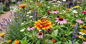 Cientistas estão estudando o trato digestivo das abelhas selvagens, e o que estão descobrindo está nos forçando a repensar por que alguns parques parecem verdes, mas são muito menos benéficos do que pensávamos