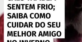 Cães também sofrem com o frio; veja como mantê-los aquecidos no inverno