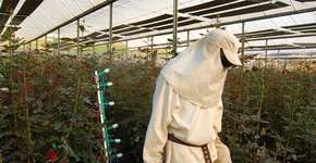 Foto: (Imagem sem texto alternativo disponivel ID [1895432])