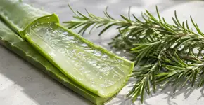 Especialistas revelam como a babosa e o alecrim combatem a queda de cabelo e os cabelos brancos