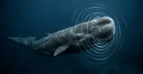 A comunicação das baleias-cachalote apresenta semelhanças com a linguagem humana