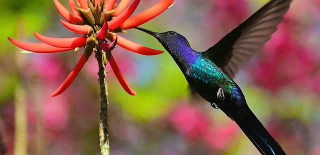 Passeio guiado no Ibirapuera apresenta as aves do parque