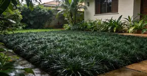 Foto: (Imagem sem texto alternativo disponivel ID [2727409])