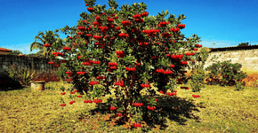 Foto: (Imagem sem texto alternativo disponivel ID [2743887])